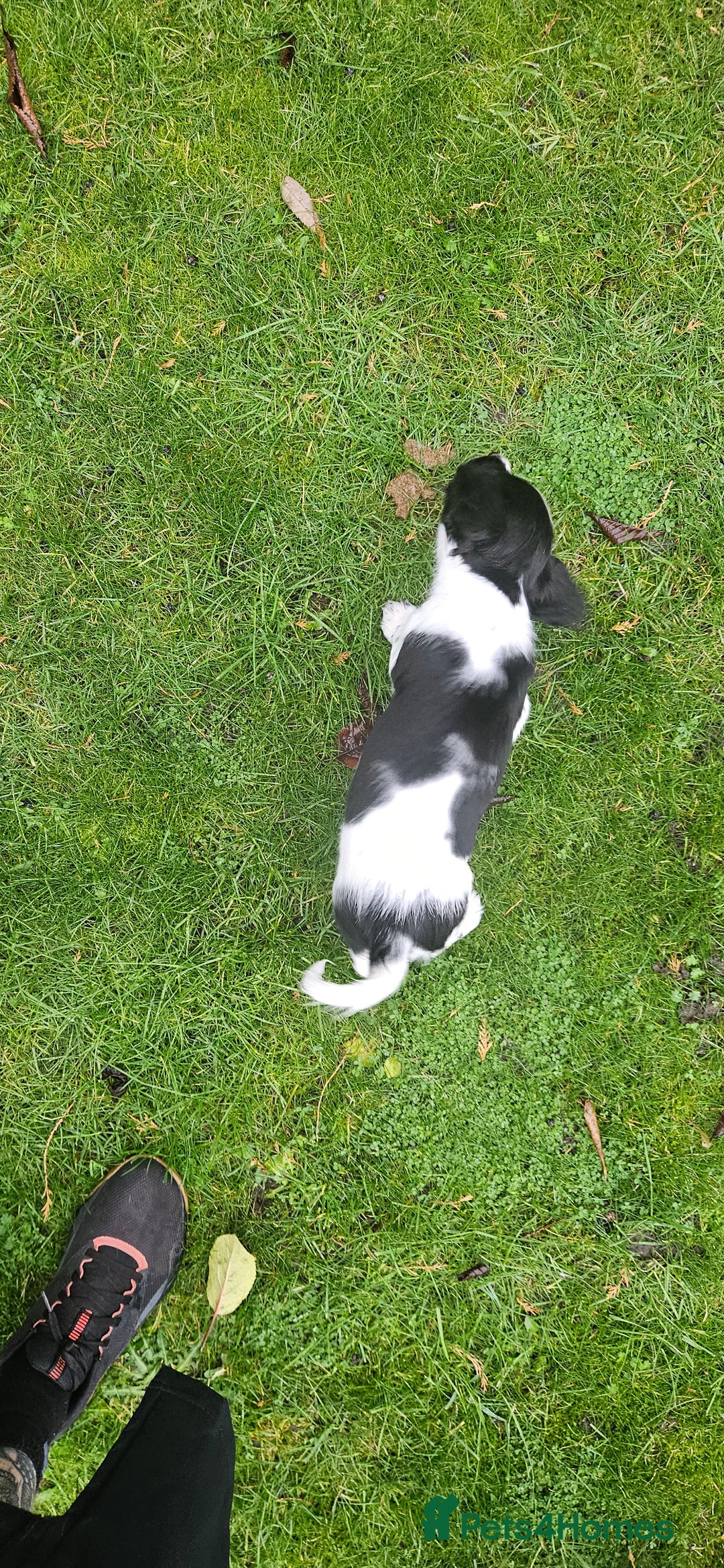 English Springer Spaniel dogs for sale: ✨ KC Registered Springer Spaniel Puppies ✨ - Advert 28