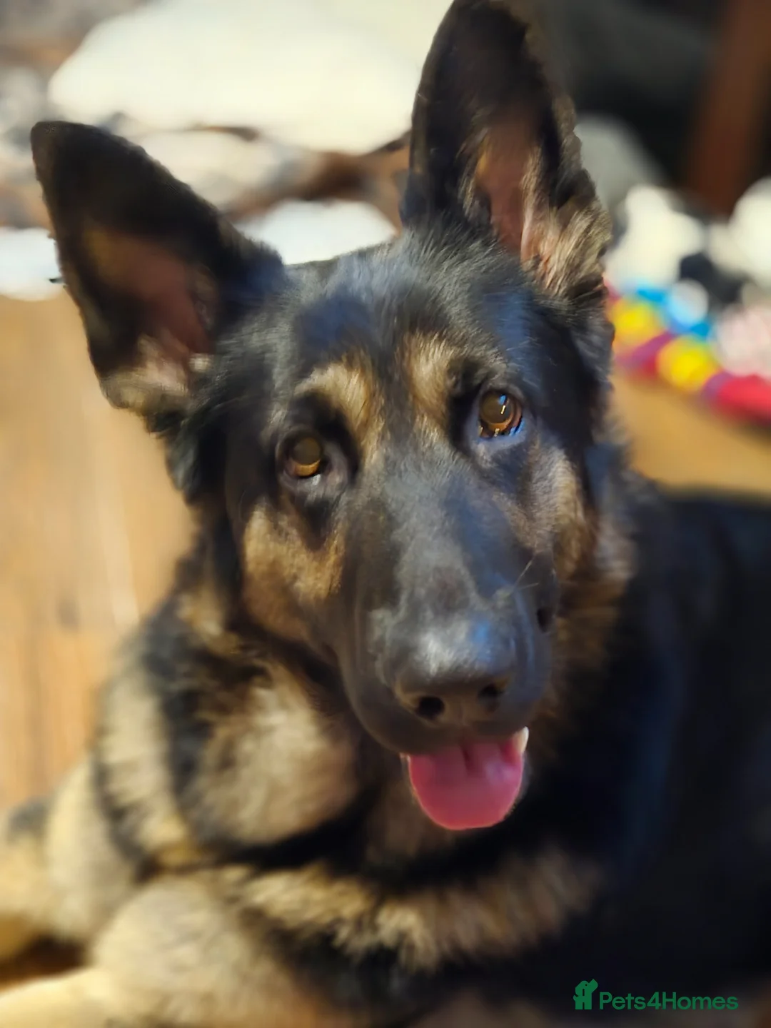 German Shepherd dogs for stud: KC German shepherd  in Telford - Advert 2