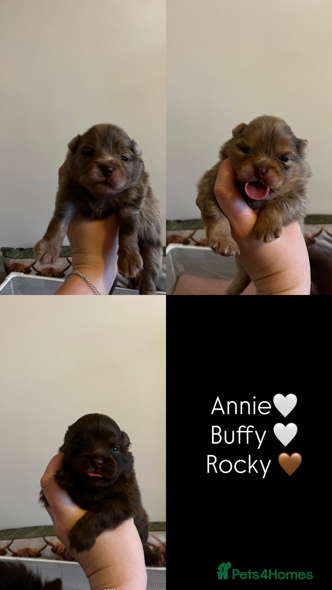 Pomeranian dogs for sale: Fluffy Pomeranian puppy’s MERLE & CHOCOLATE - Advert 4