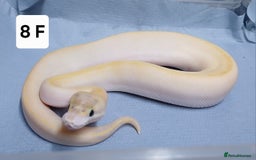 Python Snake reptiles for sale: Royal Python Morph Hatchling's Female - Image 15