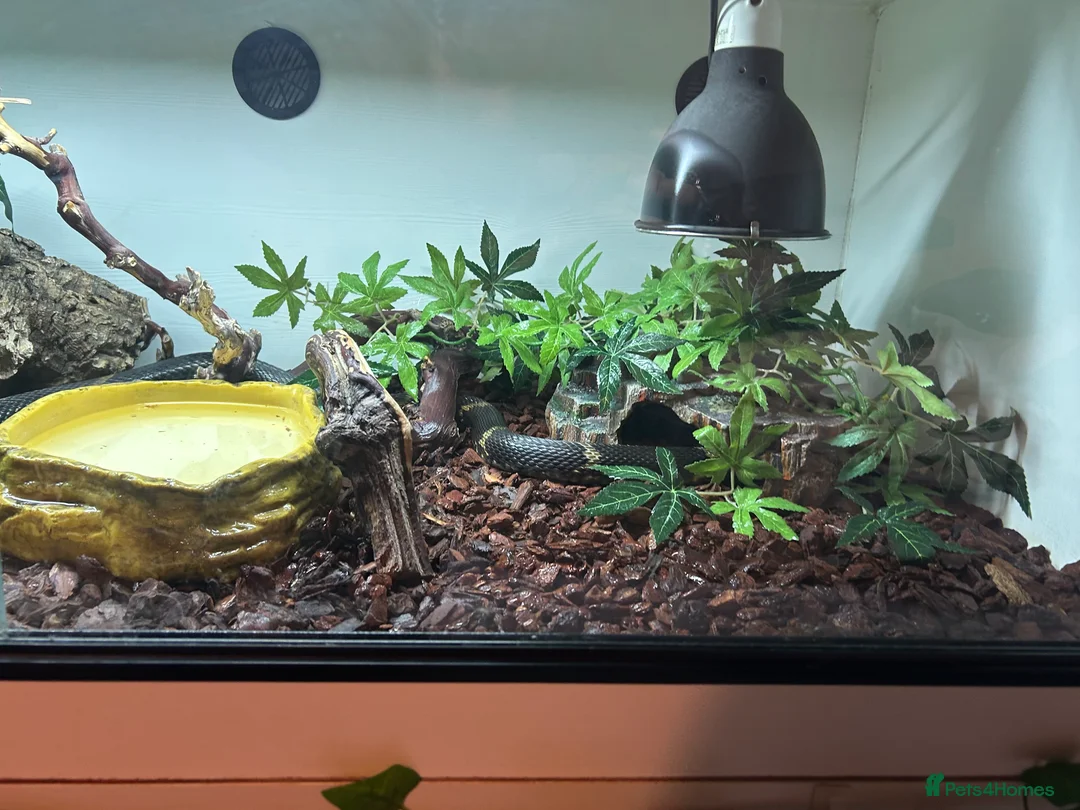 Rat Snake reptiles for sale: Russian Rat Snake with Vivarium and all items - Advert 5