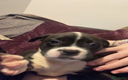 Mixed Breed dogs for sale: French bulldog x staffy - Image 1