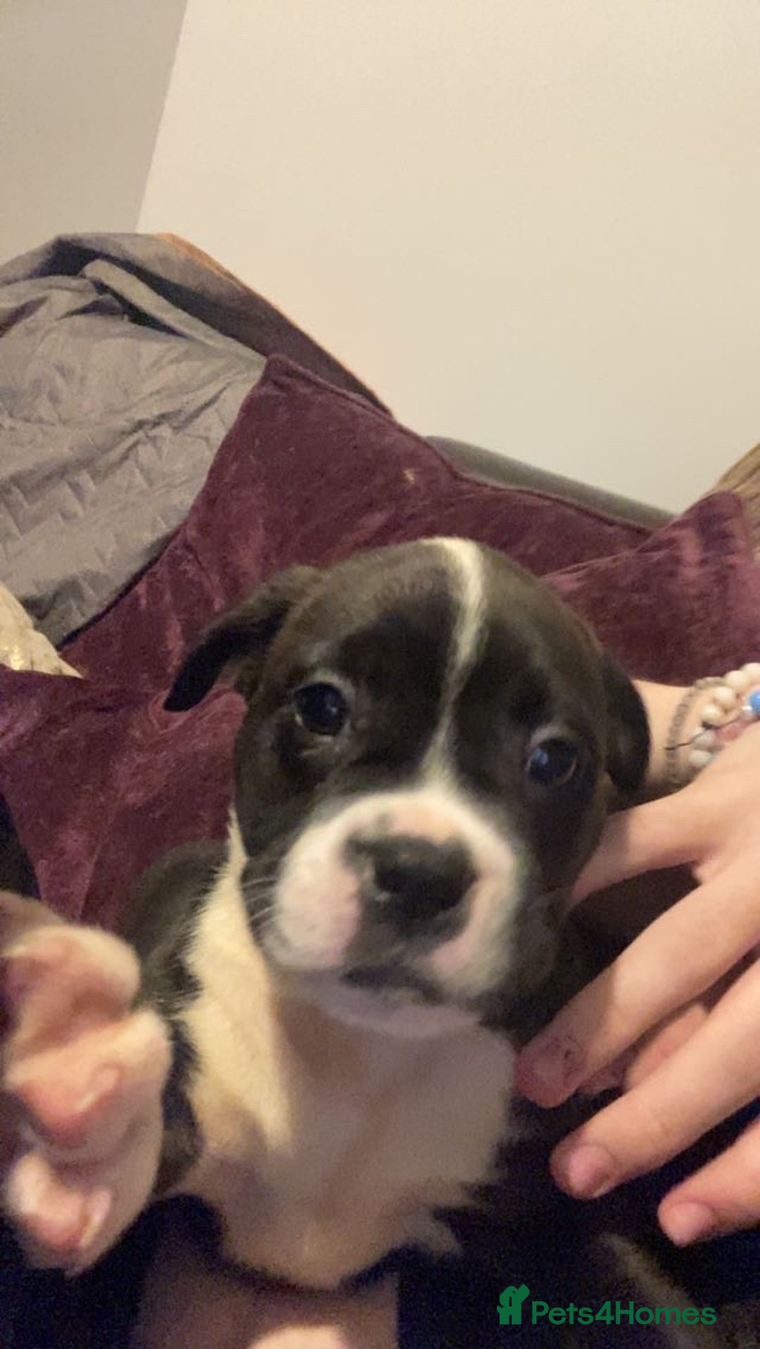 Mixed Breed dogs for sale: French bulldog x staffy - Image 1