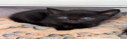 Mixed Breed cats for sale: 4 Adorable Girl kittens for new homes!! - Advert 3