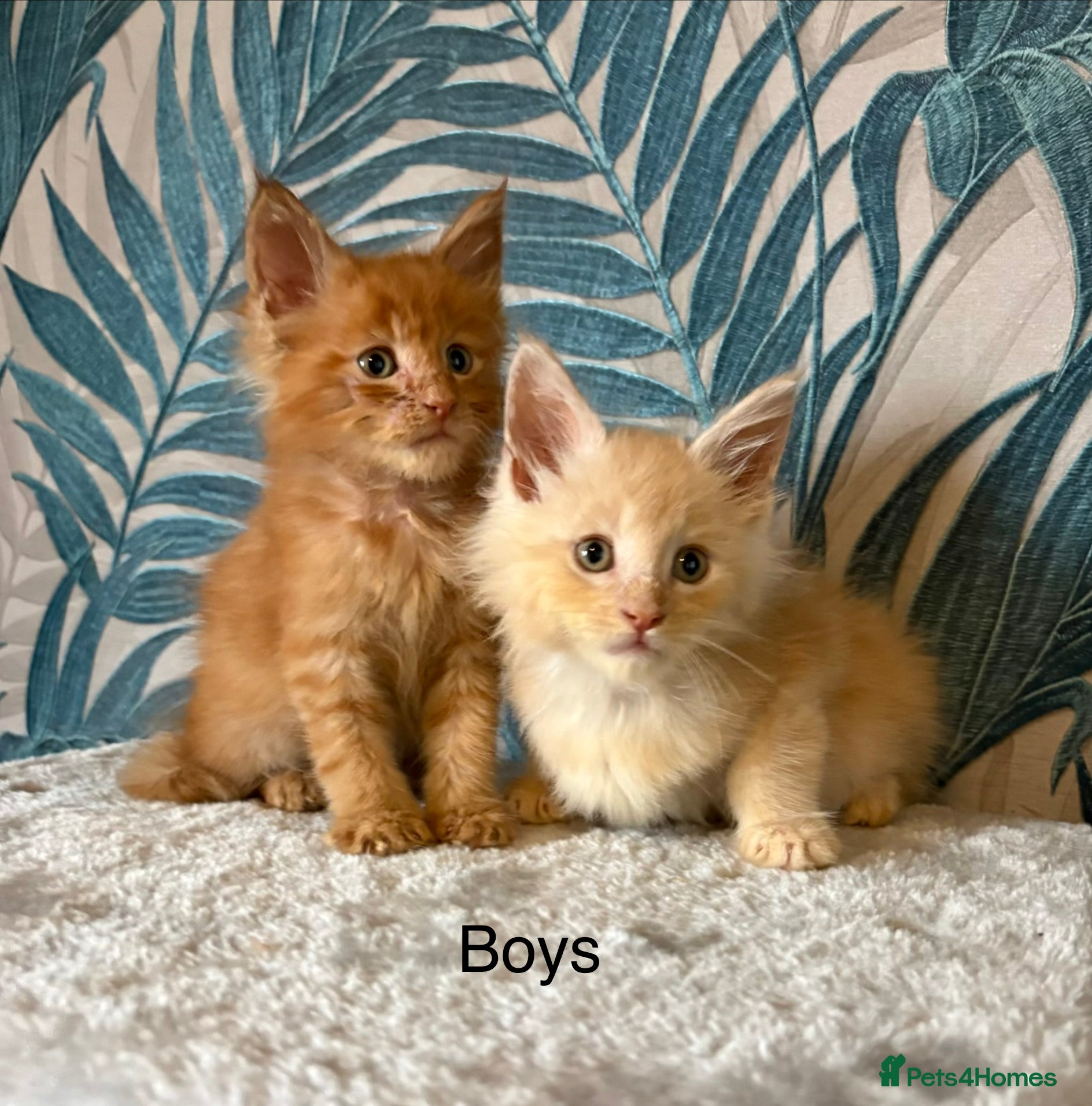 Maine Coon cats  Gorgeous Maincoon kittens  - Advert 7