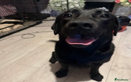 Labrador Retriever dogs for sale: 2 girls 5 boys both vaccinations paid for! - Advert 5