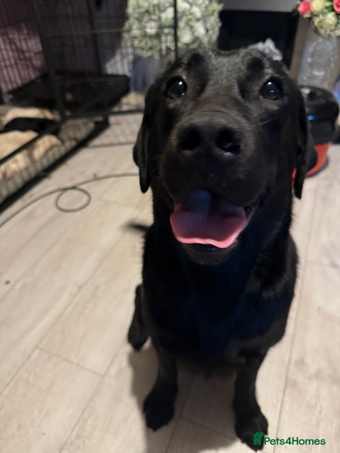 Labrador Retriever dogs for sale: 2 girls 5 boys both vaccinations paid for! - Advert 5