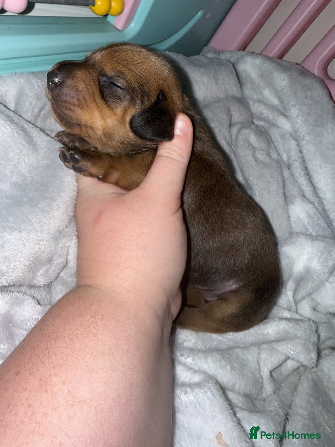 Miniature Dachshund dogs for sale: Mini Dachshund Puppies - Advert 3