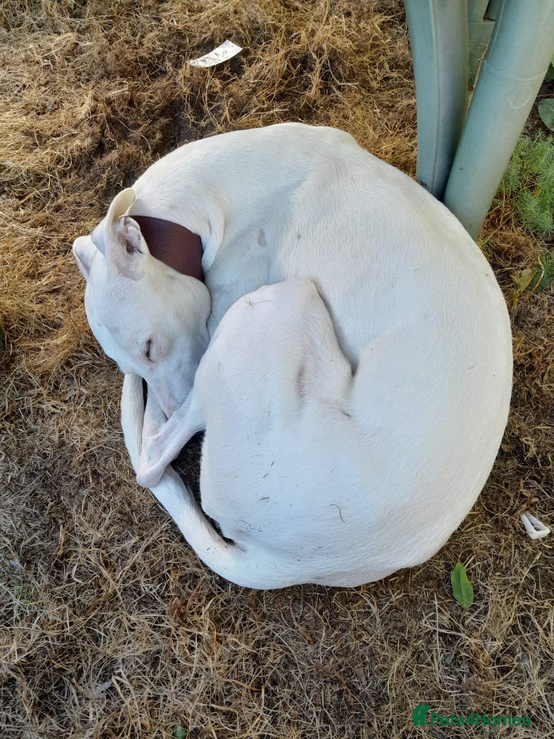 Mixed Breed dogs for sale: White lurcher cross deaf male - Image 1