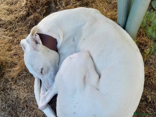 Mixed Breed dogs for sale - Advert 1