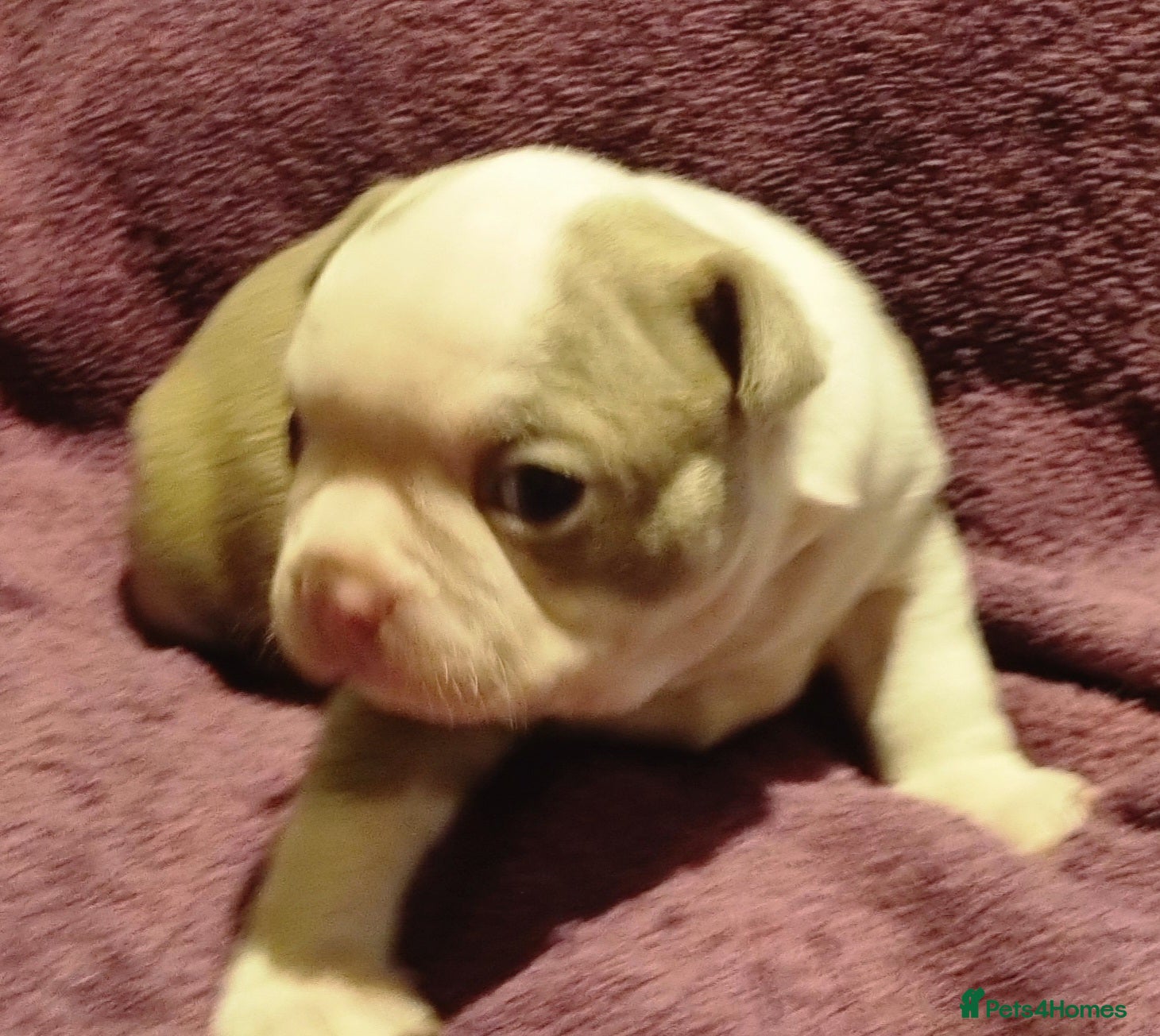 Boston Terrier dogs 5*Stunning Lilac Kc Boston Terrier boy - Advert 1
