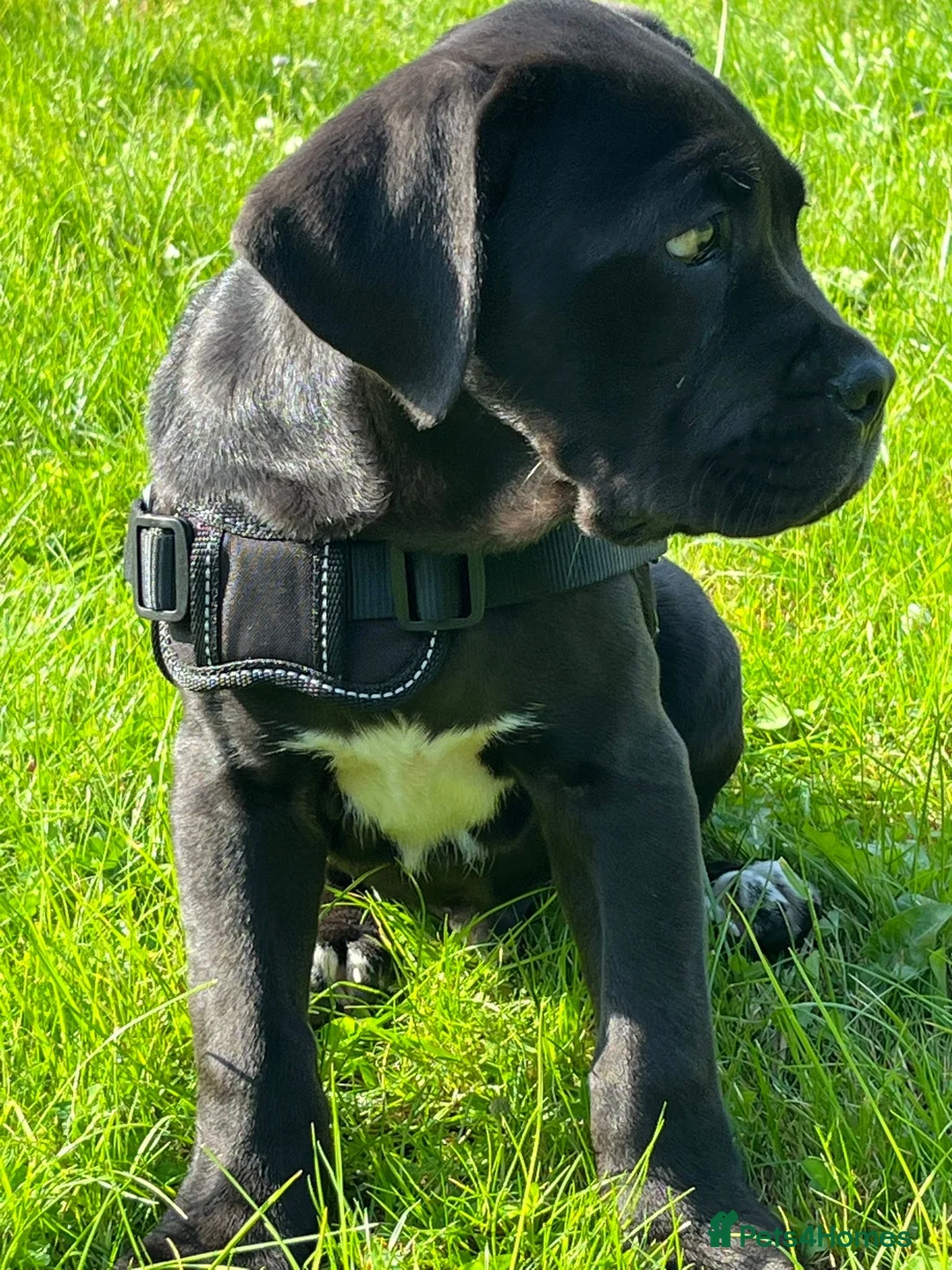 Gallery Image {{count}}