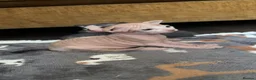 Sphynx cats for sale: 5 Beautiful Sphynx Babies  - Advert 2