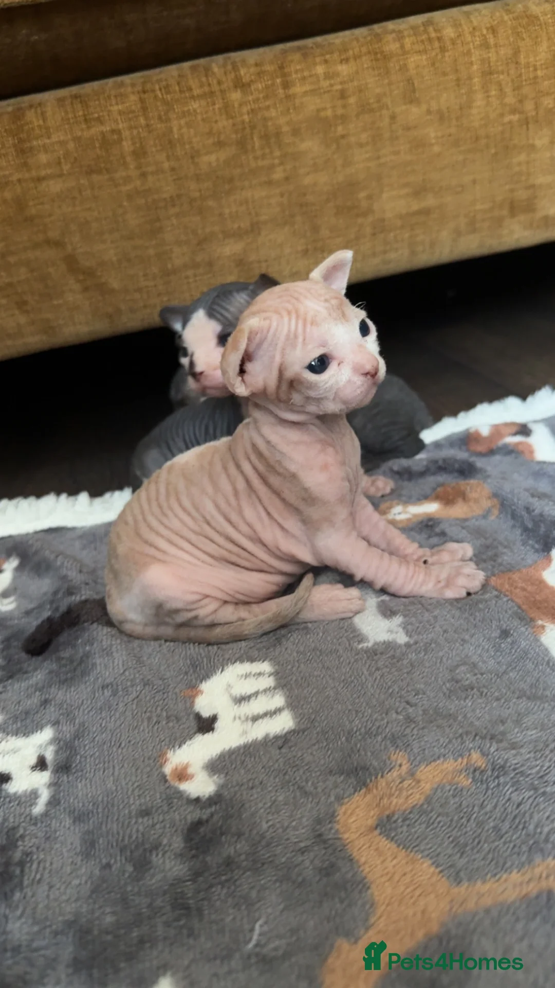 Sphynx cats for sale: 5 Beautiful Sphynx Babies  - Advert 2