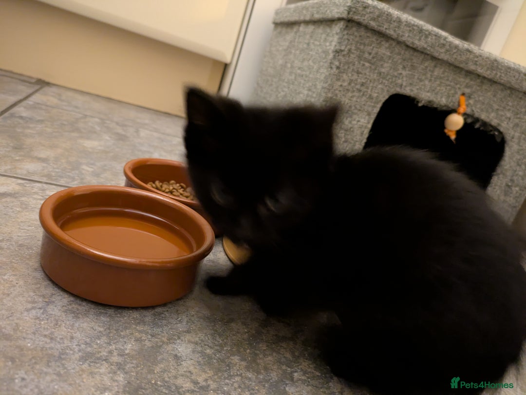 Mixed Breed cats for sale: Beautiful 5month old Kitten. - Image 3