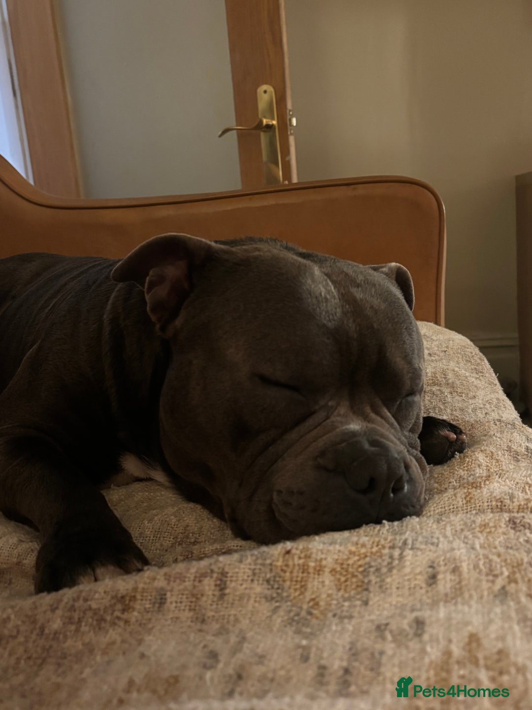 Staffordshire Bull Terrier dogs for stud: Staffordshire Bull Terrier (stud dog) - Advert 15