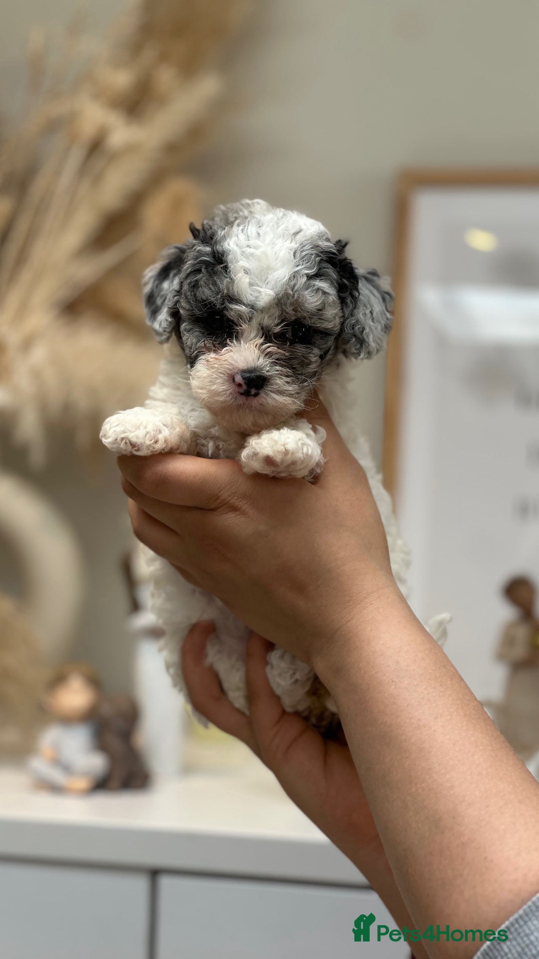 Cavapoo dogs for stud: Premium Cavapoo Chocolate Phantom Parti Stud  in Rickmansworth - Image 23