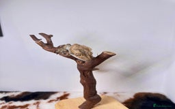 Gecko reptiles for sale: friendly Crested Gecko a rare changing colours! - Image 10