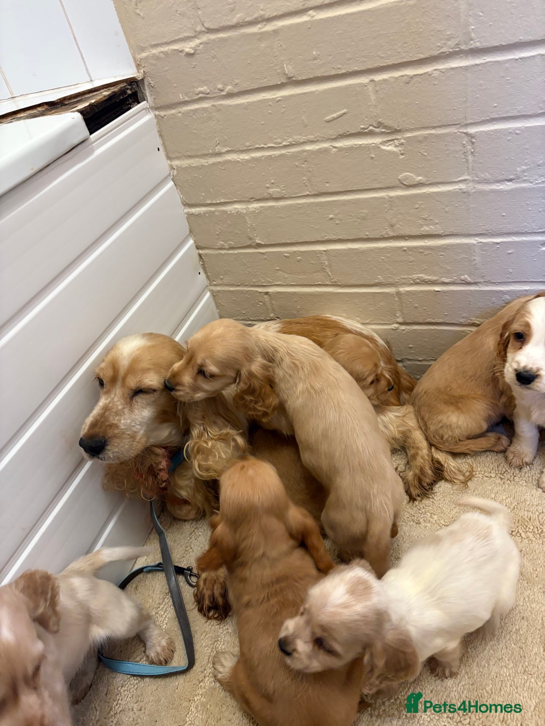 Cocker Spaniel dogs for sale: SHOW TYPE COCKER SPANIELS PUPPIES  - Advert 20