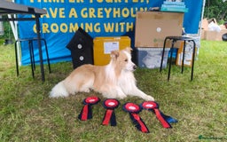 Border Collie dogs for sale: DUE 1st August Border collie Puppies - Image 17