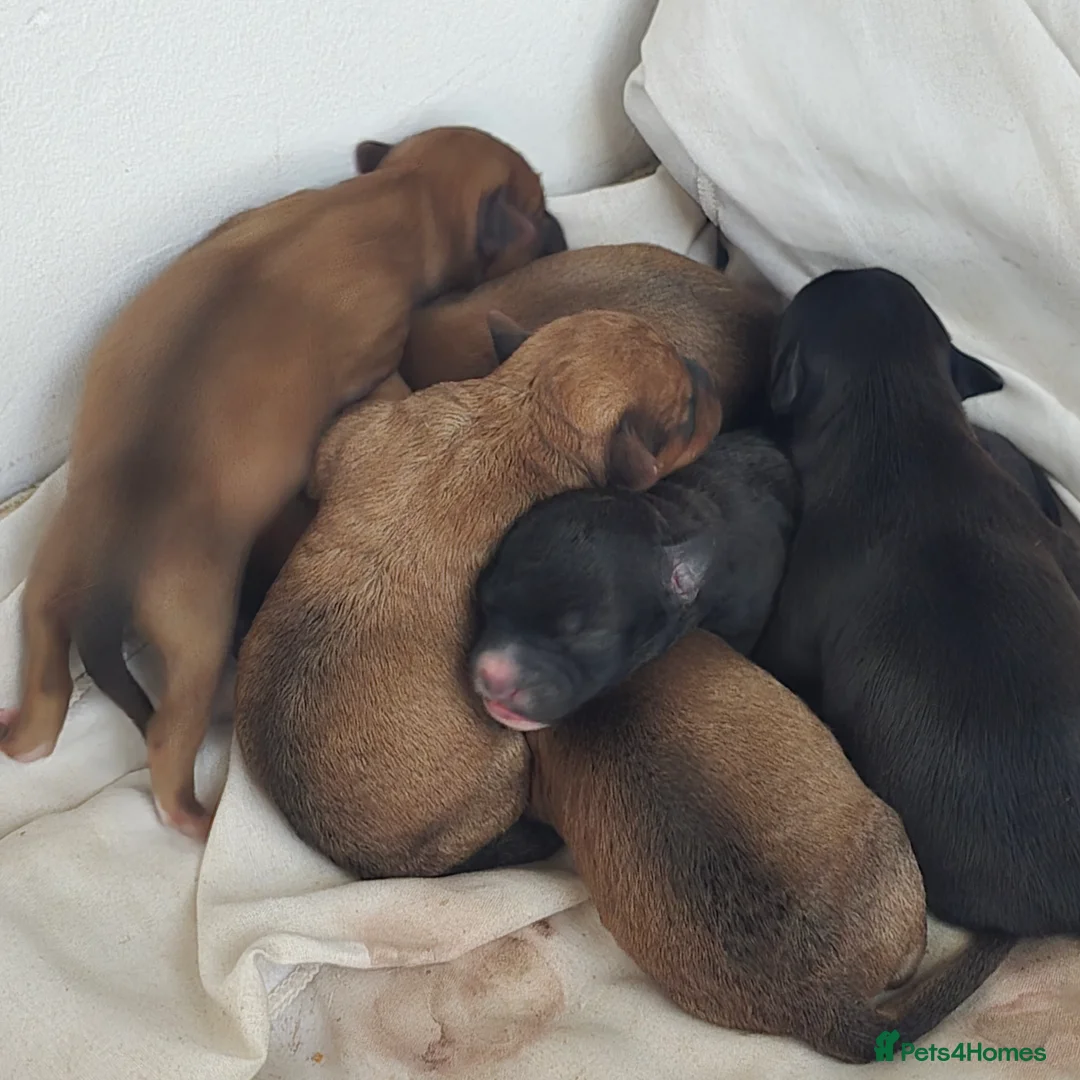 Jackapoo dogs for sale: Beautiful jackapoo puppies in Gravesend - Advert 2