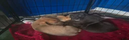 Mixed Breed dogs for sale: Tibetan Mastiff Crossbreed Pups - Advert 37