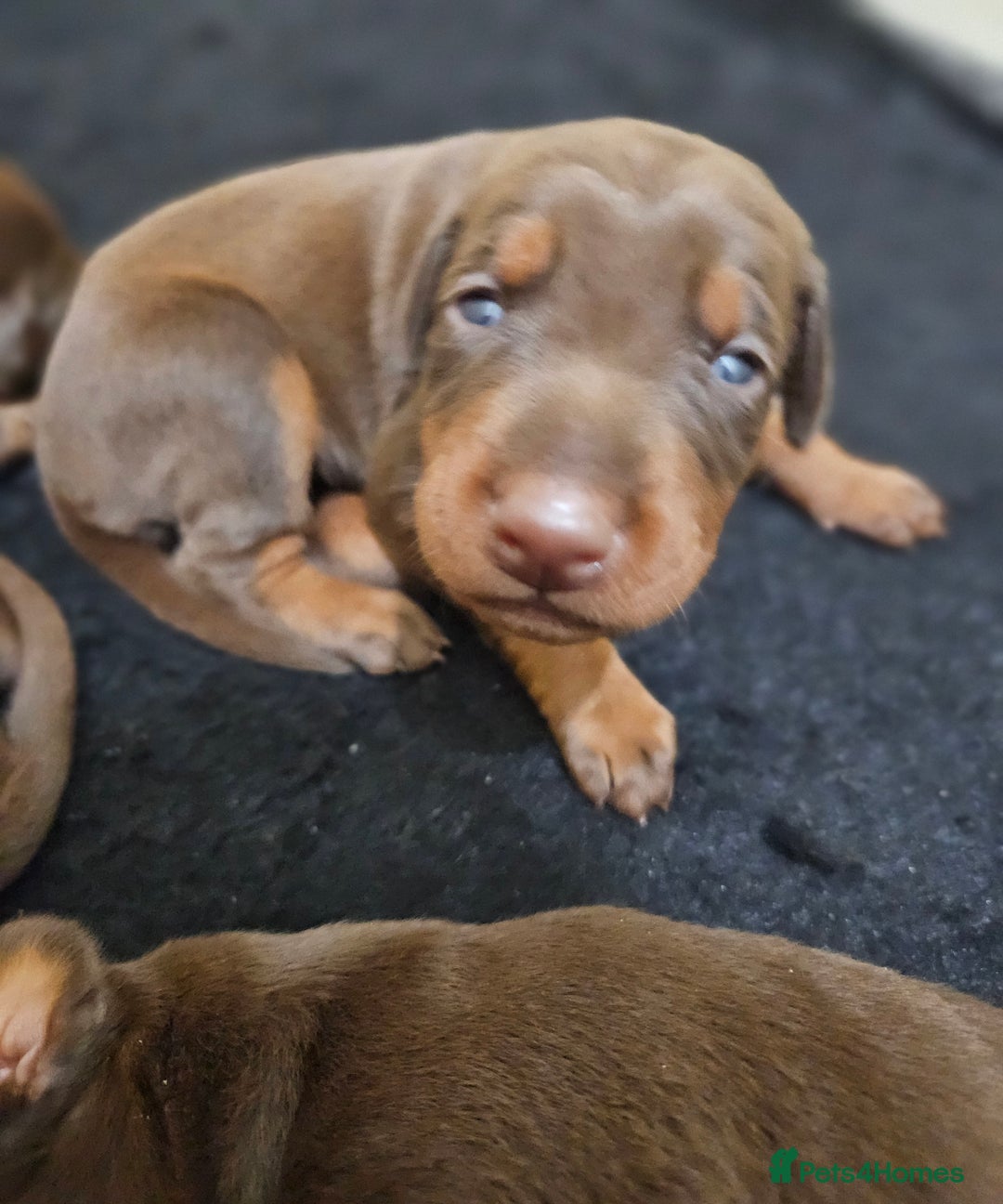 Dobermann dogs for sale: Elite Class World Champion Pedigree Pups KC'D - Image 35