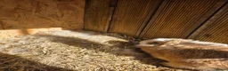 Mixed Breed rabbits for sale: Bunnies in Boldon Colliery - Advert 13