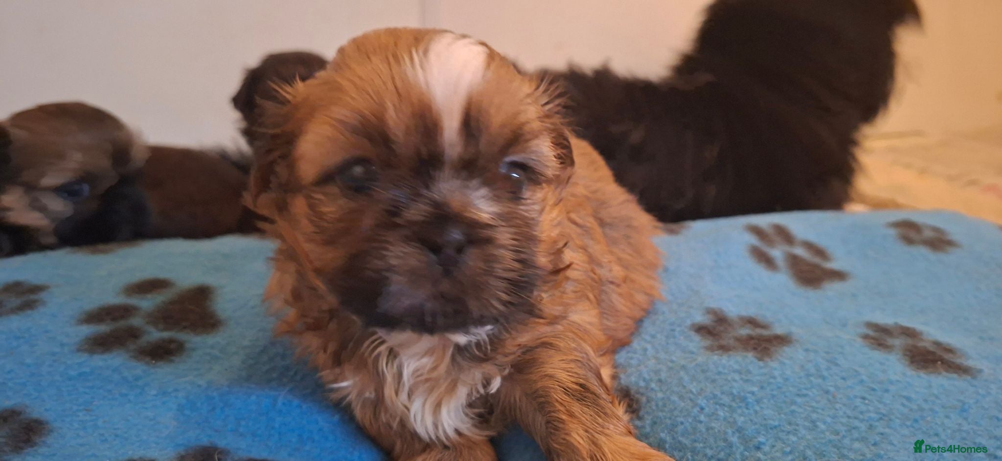 Shih Tzu dogs 5 beautiful KC reg shih Tzu puppies  - Advert 1