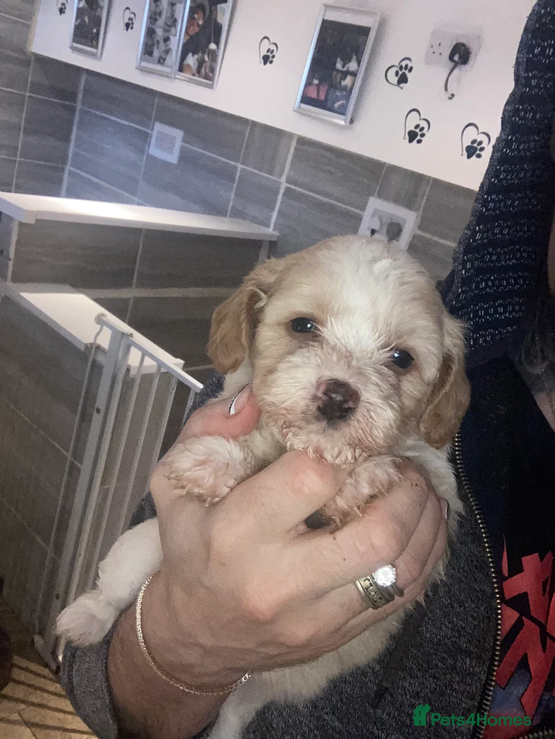 Shihpoo dogs for sale: WAITING LIST Toy Shihpoo puppies  - Advert 7