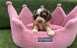 Cockapoo dogs for sale: ⭐️ Stunning Rare Coloured F1 Miniature Cockpoos ⭐️ - Image 28