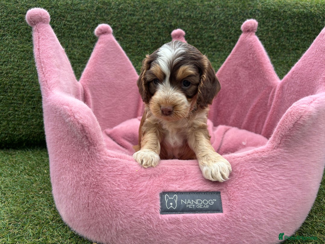 Cockapoo dogs for sale: ⭐️ Stunning Rare Coloured F1 Miniature Cockpoos ⭐️ - Image 28