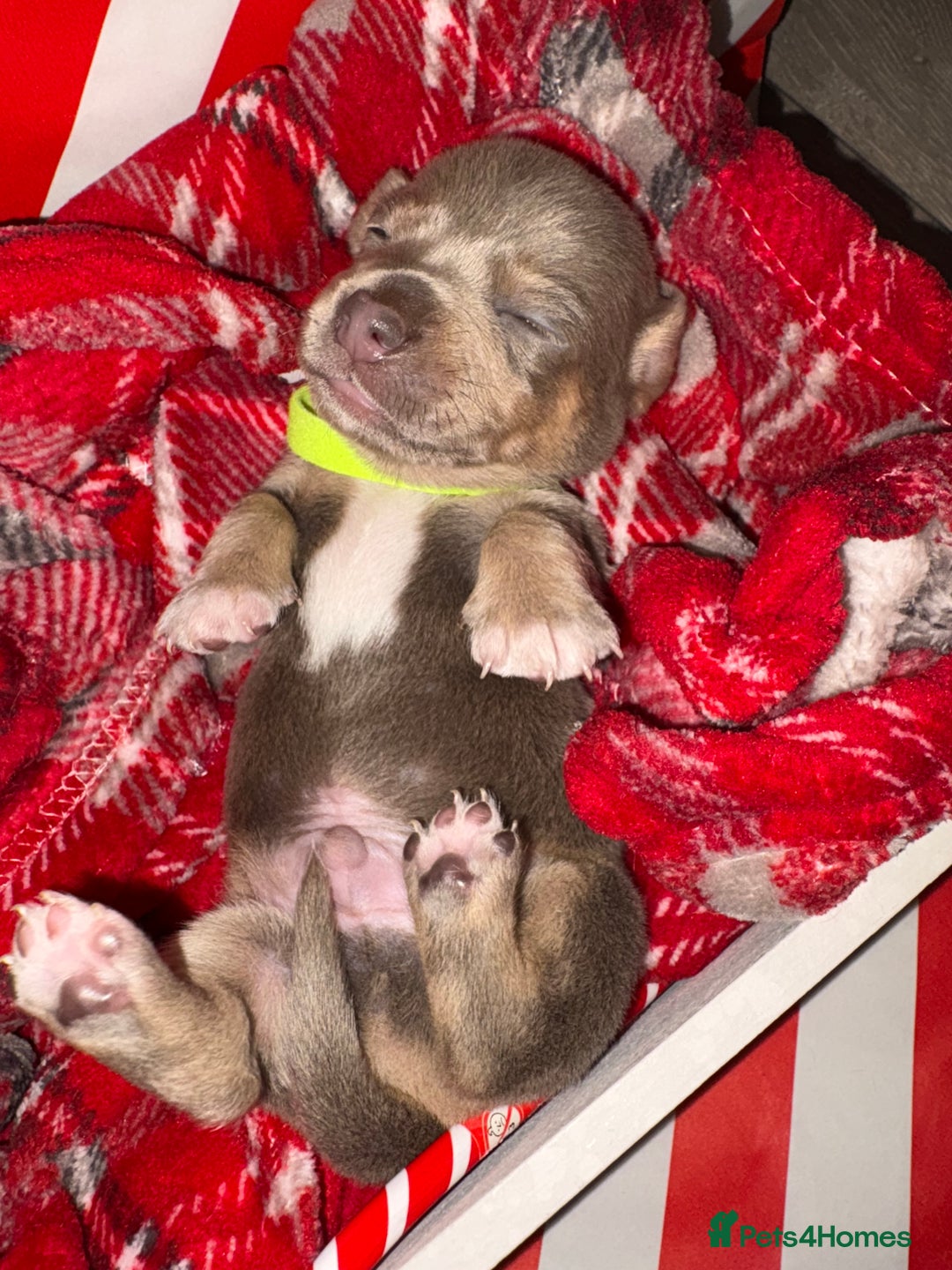 Chiweenie dogs for sale: Cheweenie - Image 11