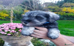 Miniature Schnauzer dogs for sale: Pre-orders for our beautiful Miniature Schnauzer - Image 6