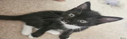 Domestic Shorthair cats for sale: Adorable kittens -Hayling island  - Advert 2