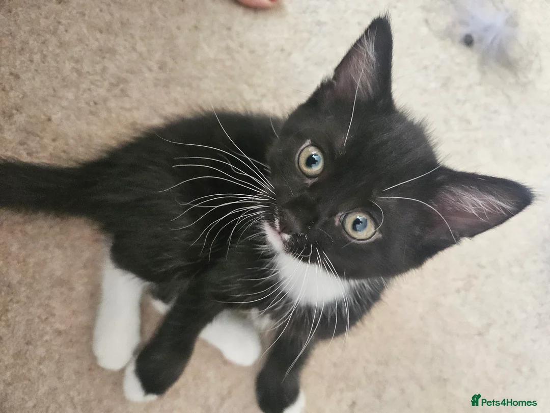 Domestic Shorthair cats for sale: Adorable kittens -Hayling island  - Advert 2
