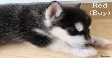Utonagan dogs - Advert 13