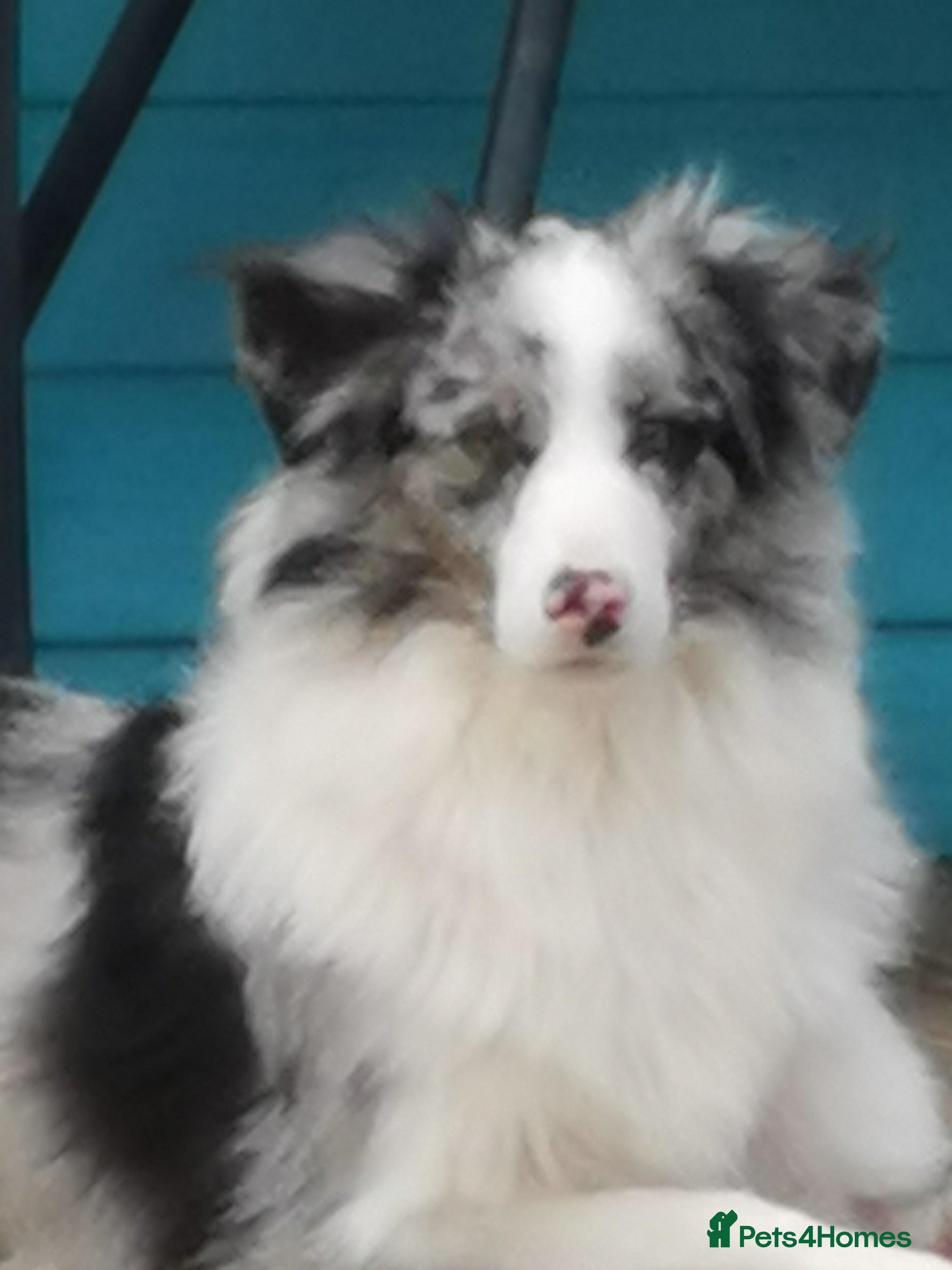 Mixed Breed dogs Beautiful Bordenese Puppies - Advert 18