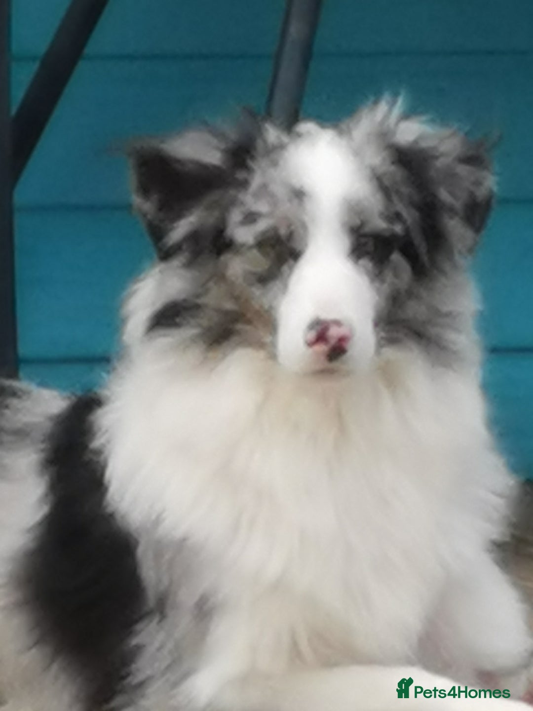 Mixed Breed dogs for sale: Beautiful Bordernese Puppies - Advert 3