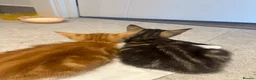 Mixed Breed cats for sale: Affectionate Brother & Sister Kittens - Advert 6