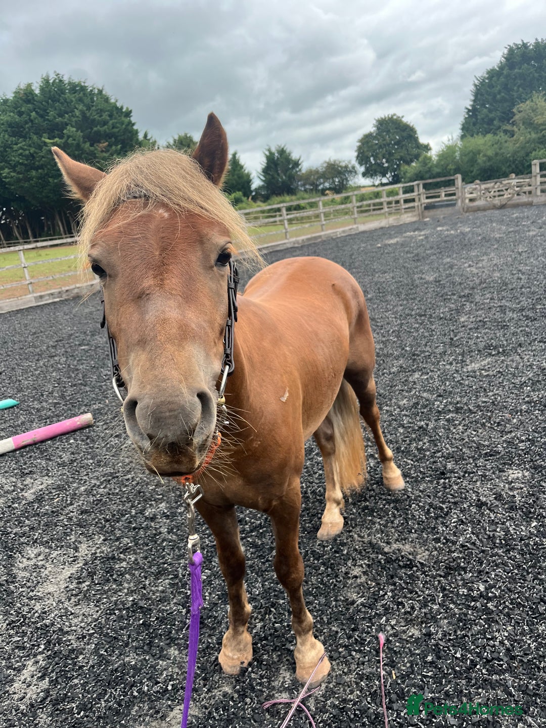 Dartmoor horses for sale: Unbroken show pony/childs pony in the making - Image 4