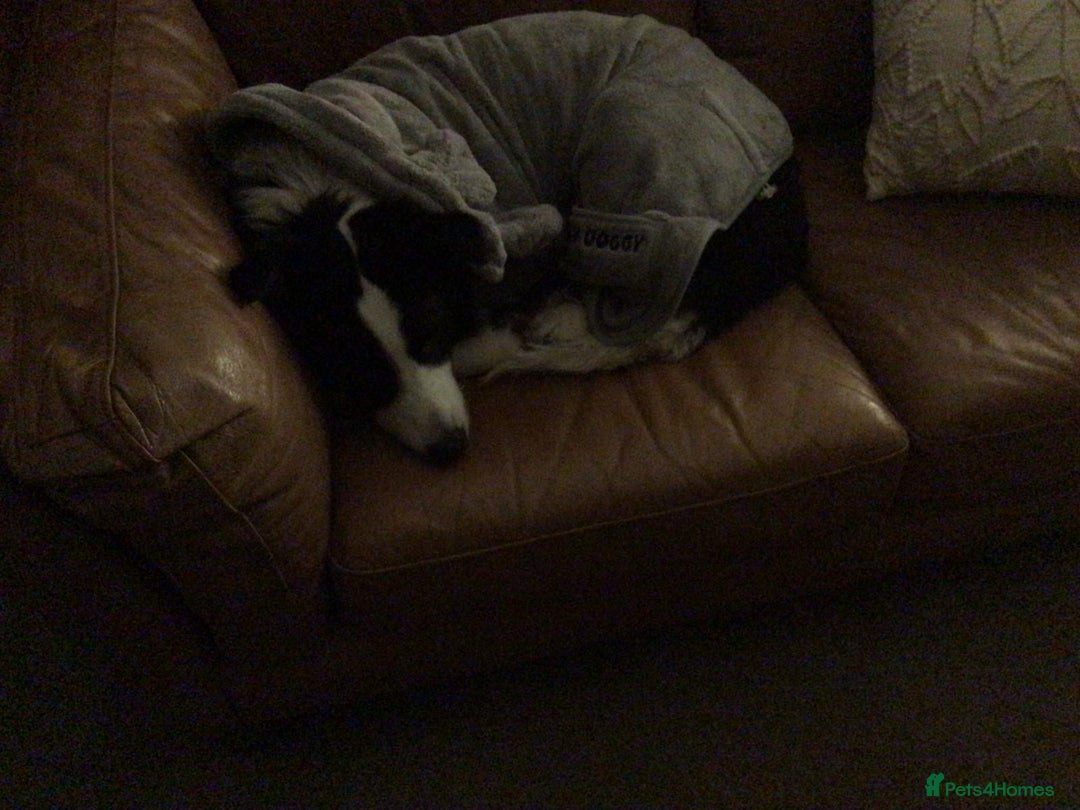 Border Collie dogs for sale: Last one boy ,rehome !International Champion line - Advert 5