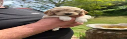 Cockapoo dogs for sale: 🐾 Stunning F1 Cockapoo  Rare Colours  🐾 in Newton Abbot - Advert 5