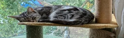 Mixed Breed cats for adoption: Female Cat for Adoption - Advert 5