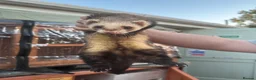 Ferret rodents for sale: Lovely hob ferret - Advert 1