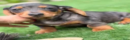 Miniature Dachshund dogs for sale: ⭐️Tiny Health tested mini dachshunds ⭐️ 🦴🐶🐾🐾 - Advert 5