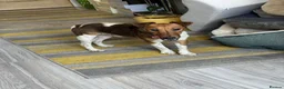 Fox Terrier dogs for adoption: Sweet William needs LOVE - Advert 18