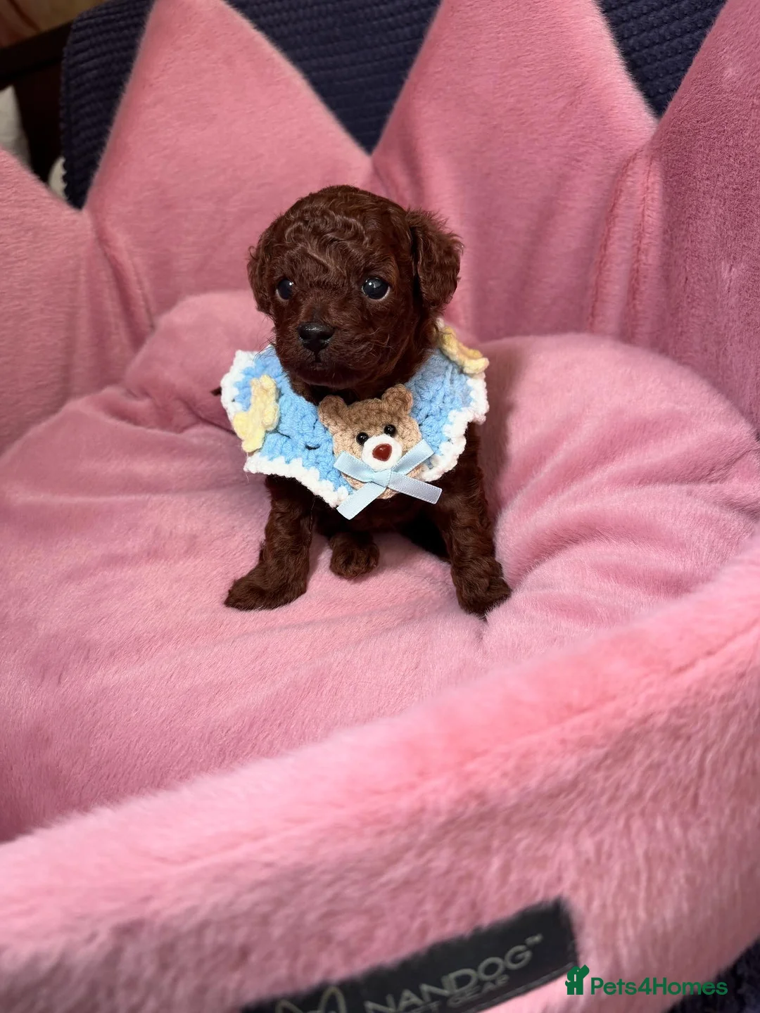 Toy Poodle dogs for sale: Asian micro poodle-you can join in to waiting list - Advert 2