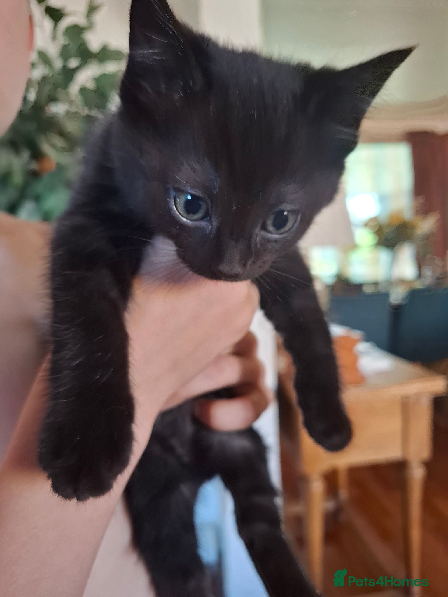 Mixed Breed cats Pure black half ragdoll kittens for sale - Advert 9
