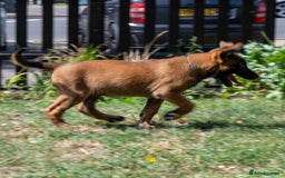 Belgian Shepherd Dog dogs for sale: Stunning Belgian Malinois Puppies Ready Now - Image 15